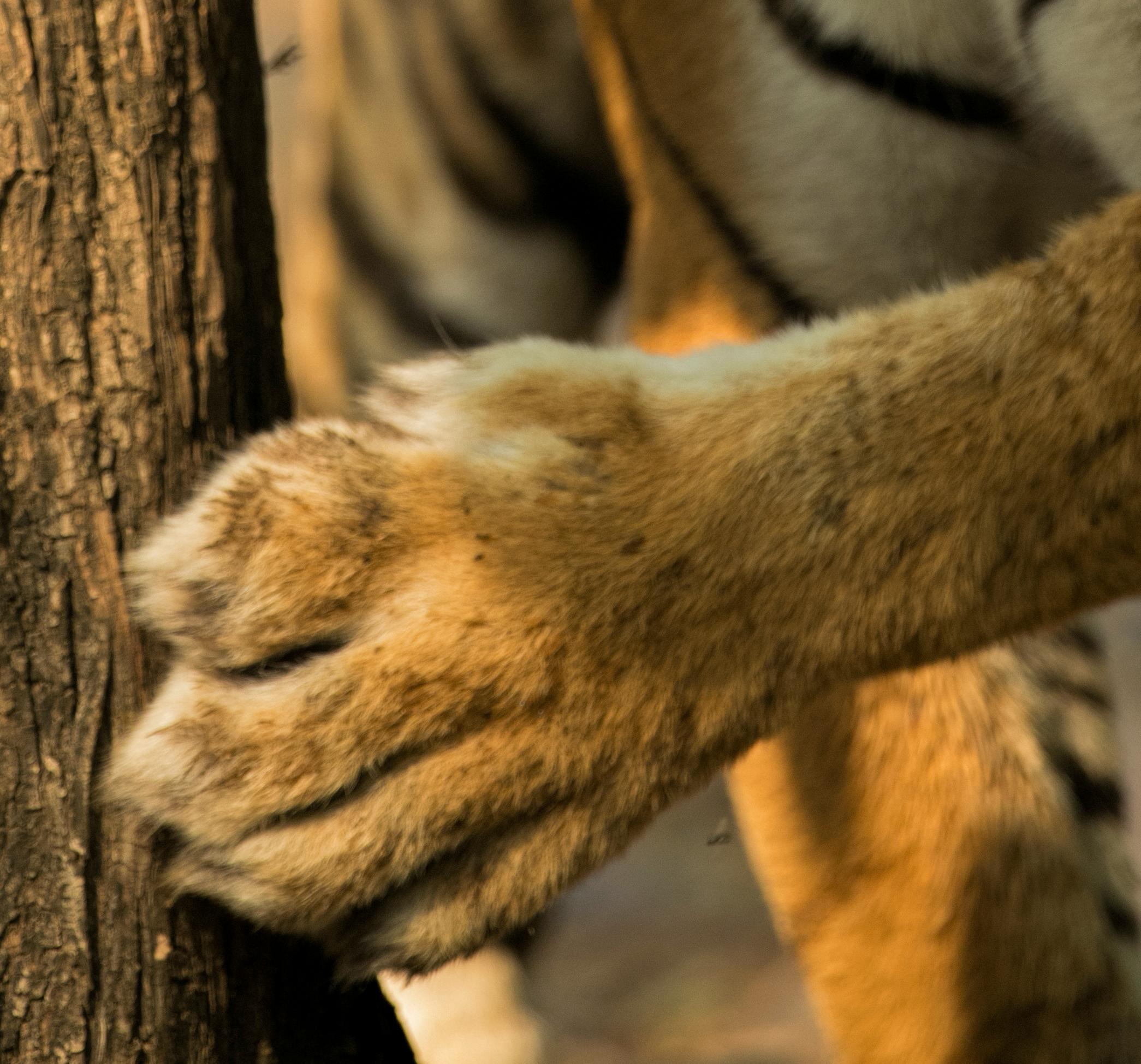 Paesaggio Animale Grande Fotografia Albero Tigre India Selvaggio Foresta Nature - Photograph Contemporaneo di Aditya Dicky Singh