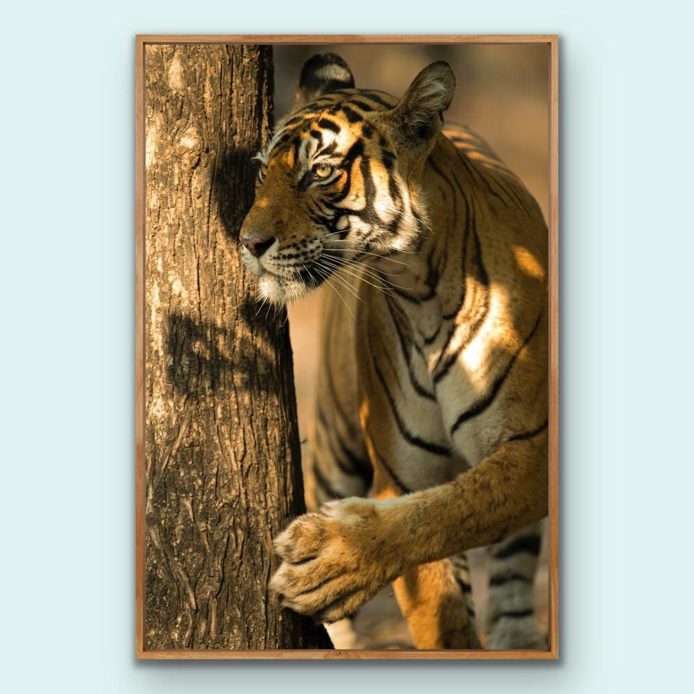 Landschaft Tier Großes Foto Tiger Baum Indien Wildlife Wald Natur im Angebot 5