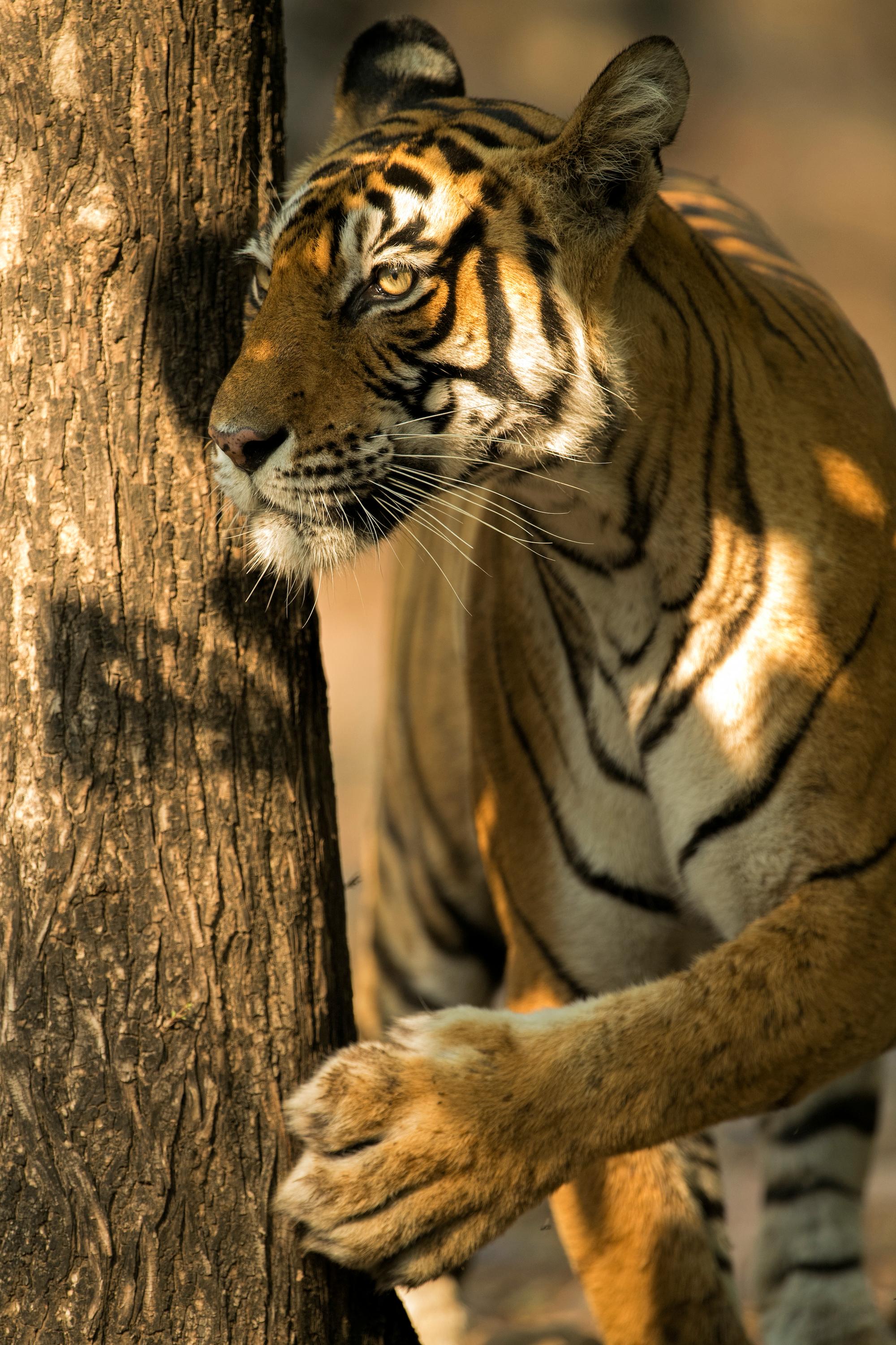 Aditya Dicky Singh Color Photograph – Landschaft Tier Großes Foto Tiger Baum Indien Wildlife Wald Natur