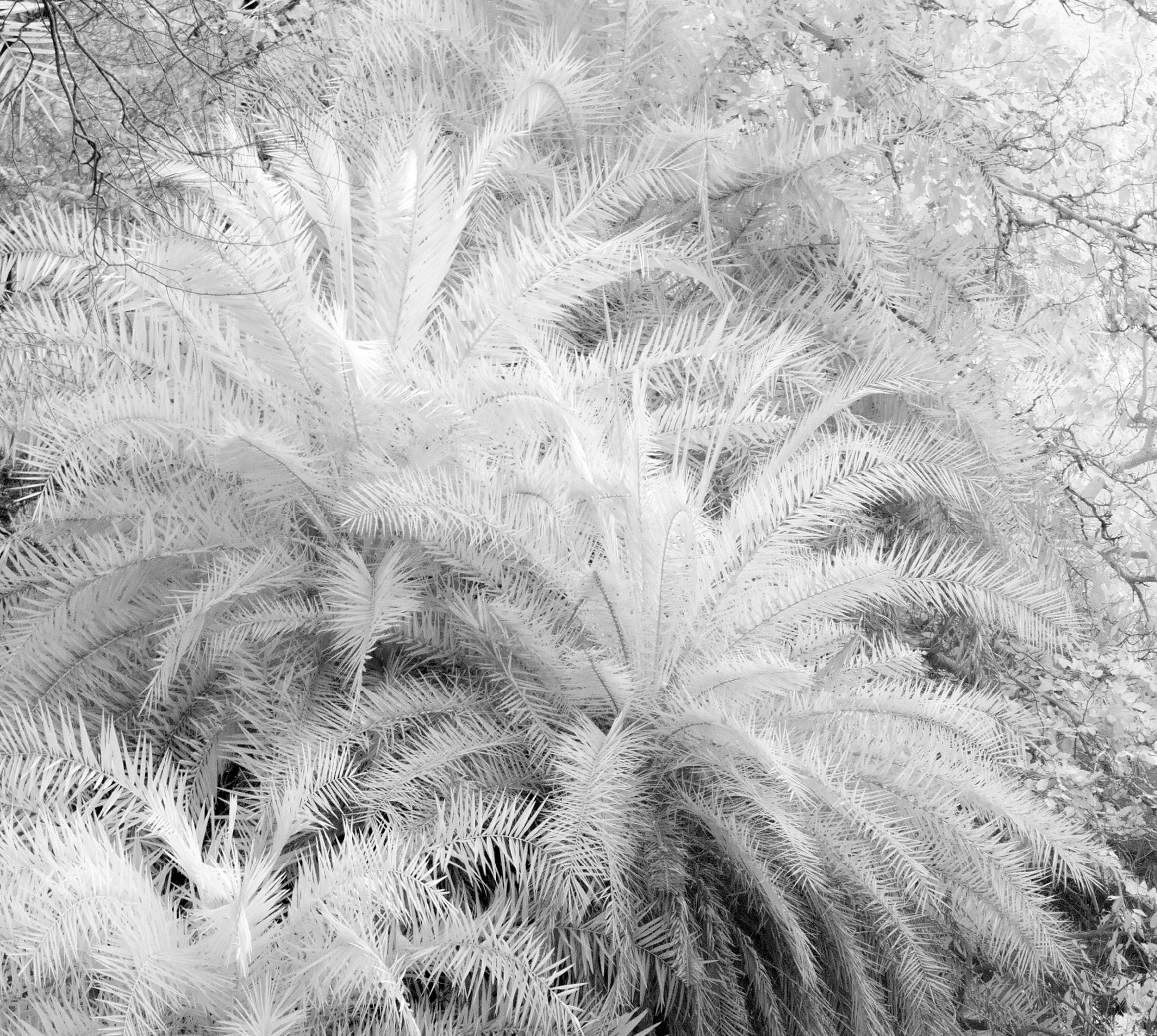 Paisaje Blanco Negro Naturaleza Etérea Fotografía Vida Salvaje India Bosque Palmera - Photograph de Aditya Dicky Singh