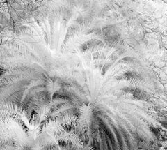 Landscape Black White Ethereal Nature Wildlife Photograph India Forest Palm Tree
