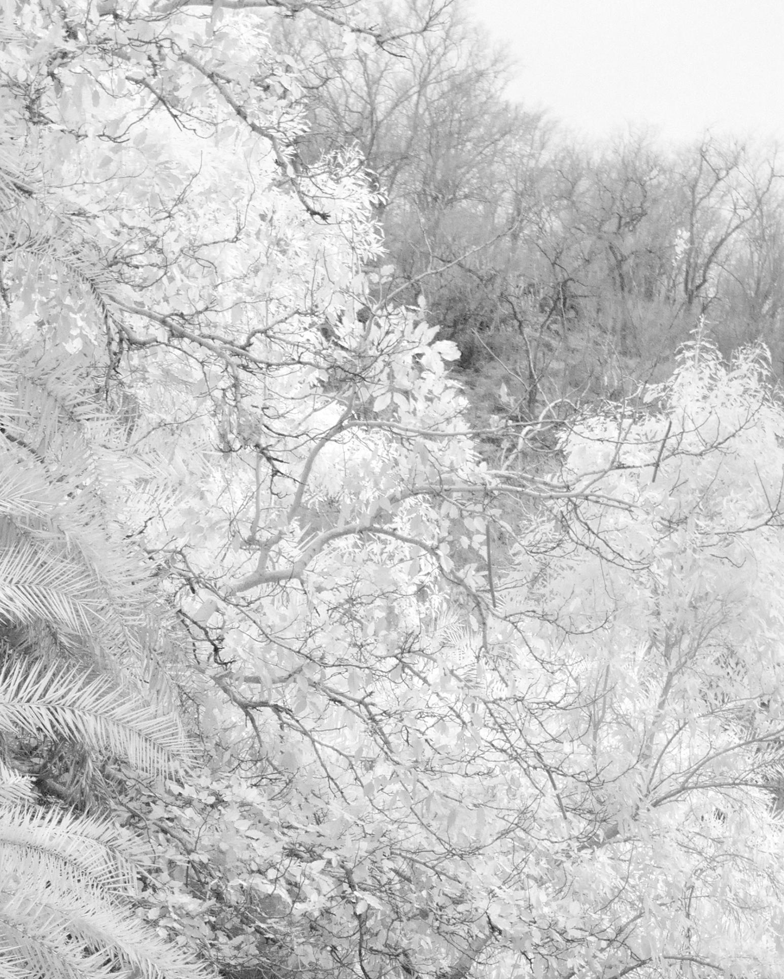 Paisaje Blanco Negro Naturaleza Etérea Fotografía Vida Salvaje India Bosque Palmera 1