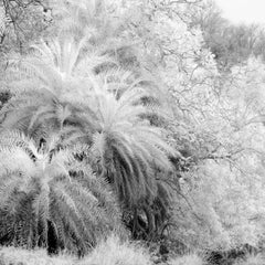 Landscape Black White Ethereal Nature Wildlife Photograph India Forest Palm Tree