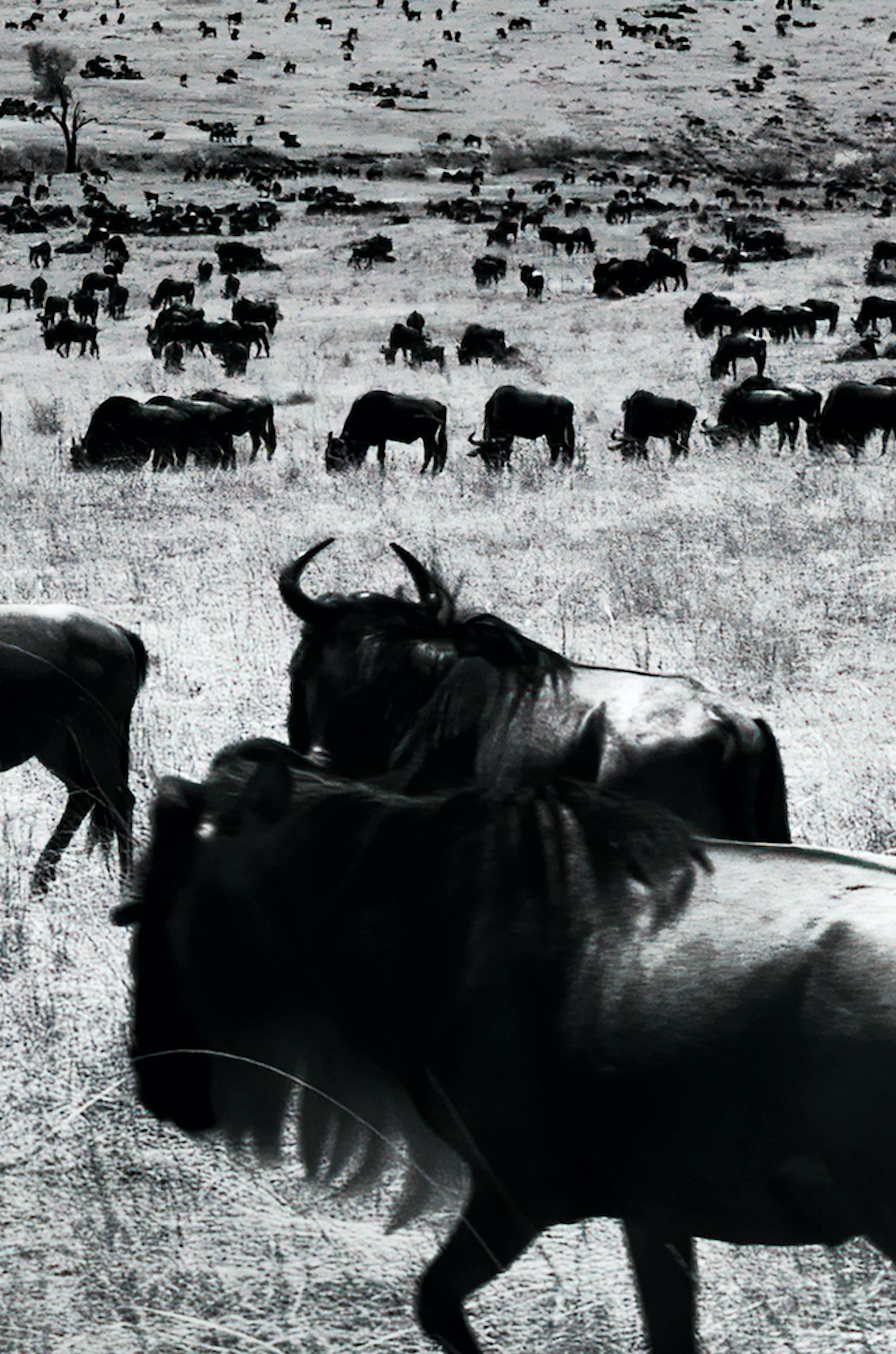 Paysage Nature Grand noir et blanc Photographie infrarouge Kenya Afrique Vie sauvage - Noir Landscape Photograph par Aditya Dicky Singh