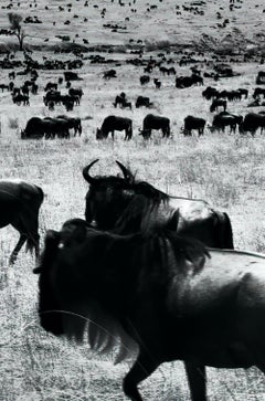 Landscape Nature Large Black & White Infrared Photography Kenya Africa Wildlife