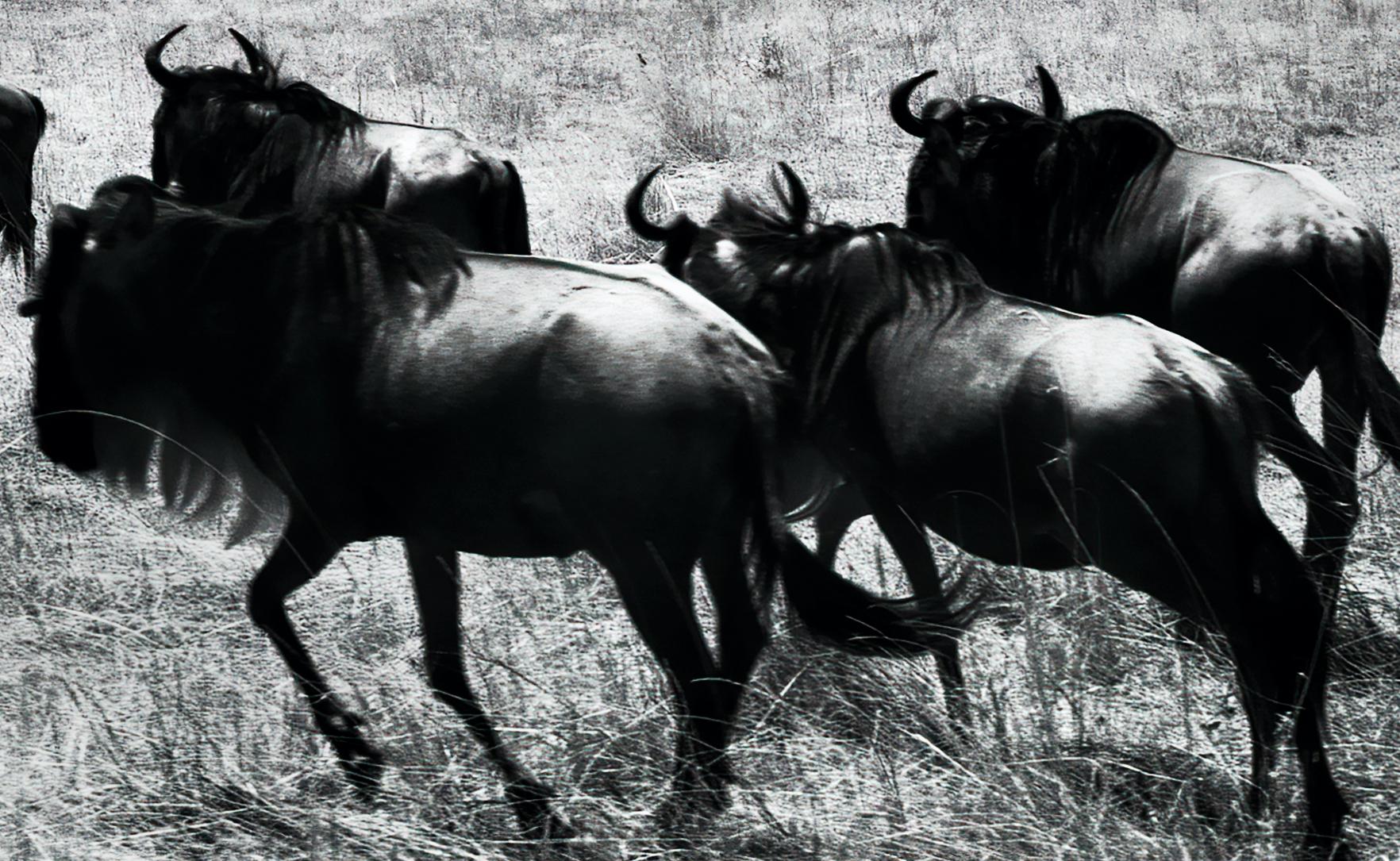 Paysage Nature Grand noir et blanc Photographie infrarouge Kenya Afrique Vie sauvage en vente 2