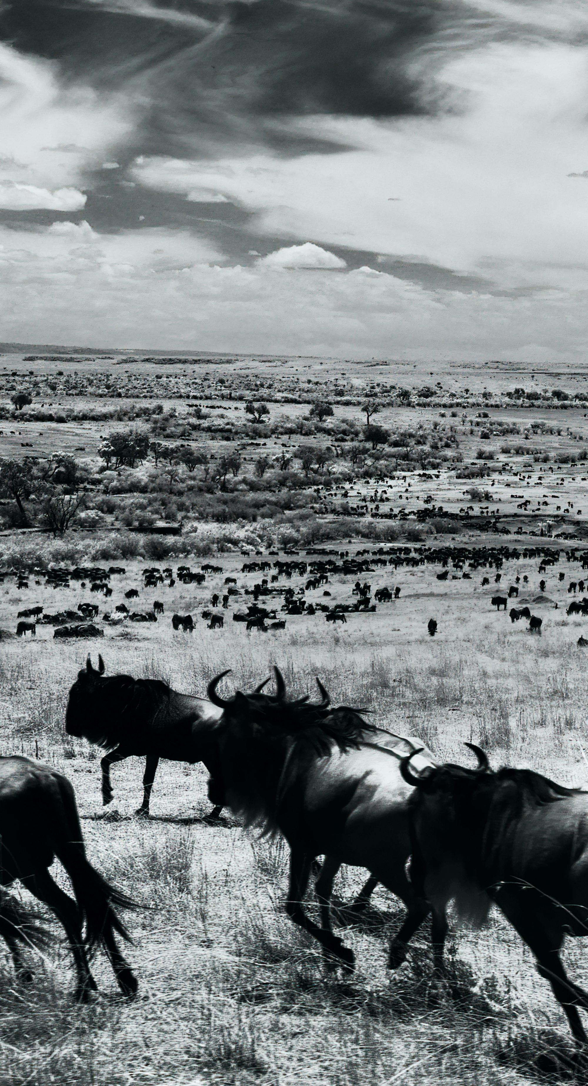 Paysage Nature Grand noir et blanc Photographie infrarouge Kenya Afrique Vie sauvage en vente 3