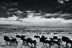 Landscape Edition 1 of 8 Black White Infrared Kenya Wildebeest Migration Africa