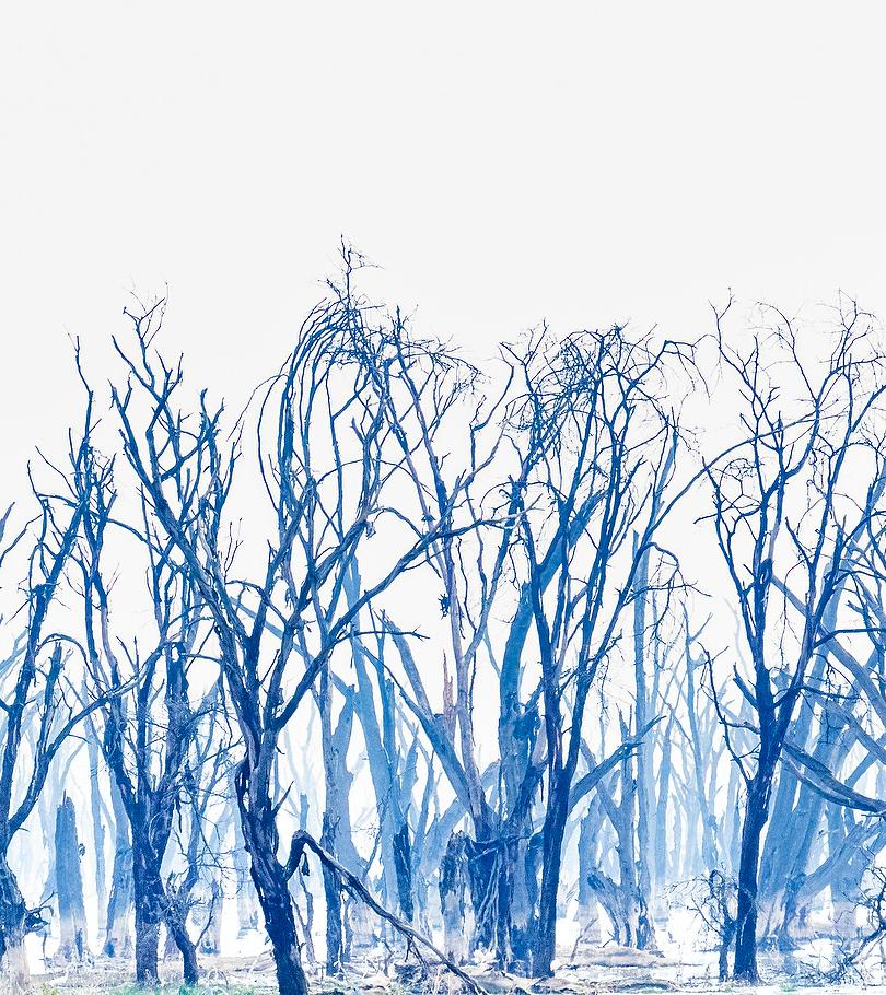 Landschaft Großes Foto See Nukuru Natur Bäume Wildtiere Afrika Blau Weiß (Zeitgenössisch), Photograph, von Aditya Dicky Singh