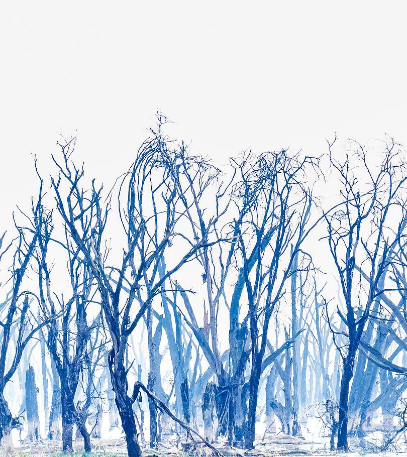 Aditya Dicky Singh, Fever trees in Lake Nakuru, Kenya :,  Photographie infrarouge sur papier d'archivage de haute qualité Hahnemuhle  
44 x 65
