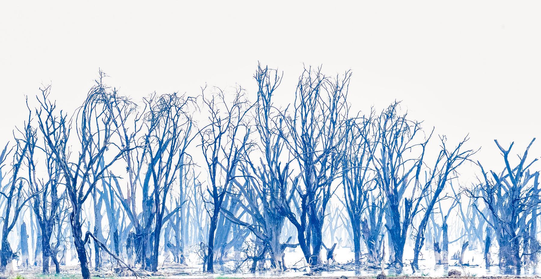 Color Photograph Aditya Dicky Singh - Paysage Grande photographie Lac Nukuru Nature Arbres Faune Afrique Bleu Blanc