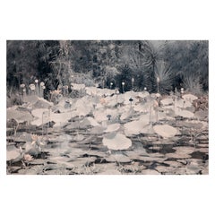 Landscape Large Photograph Nature Lotus Pond Wildlife India Dusk Pink White