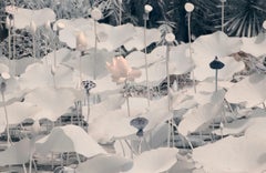 Paesaggio Grande Fotografia Natura Lotus Stagno Fauna Selvatica India Crepuscolo Rosa Bianco