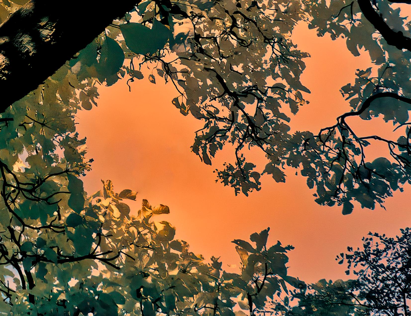 Landschaft Großes Foto Natur Baum Wildnis Indien Orange Blau Ausgabe 4/8 im Angebot 1
