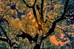 Nature Tree Landscape Große Fotografie Wildlife Indien Orange Blau Edition 4/8