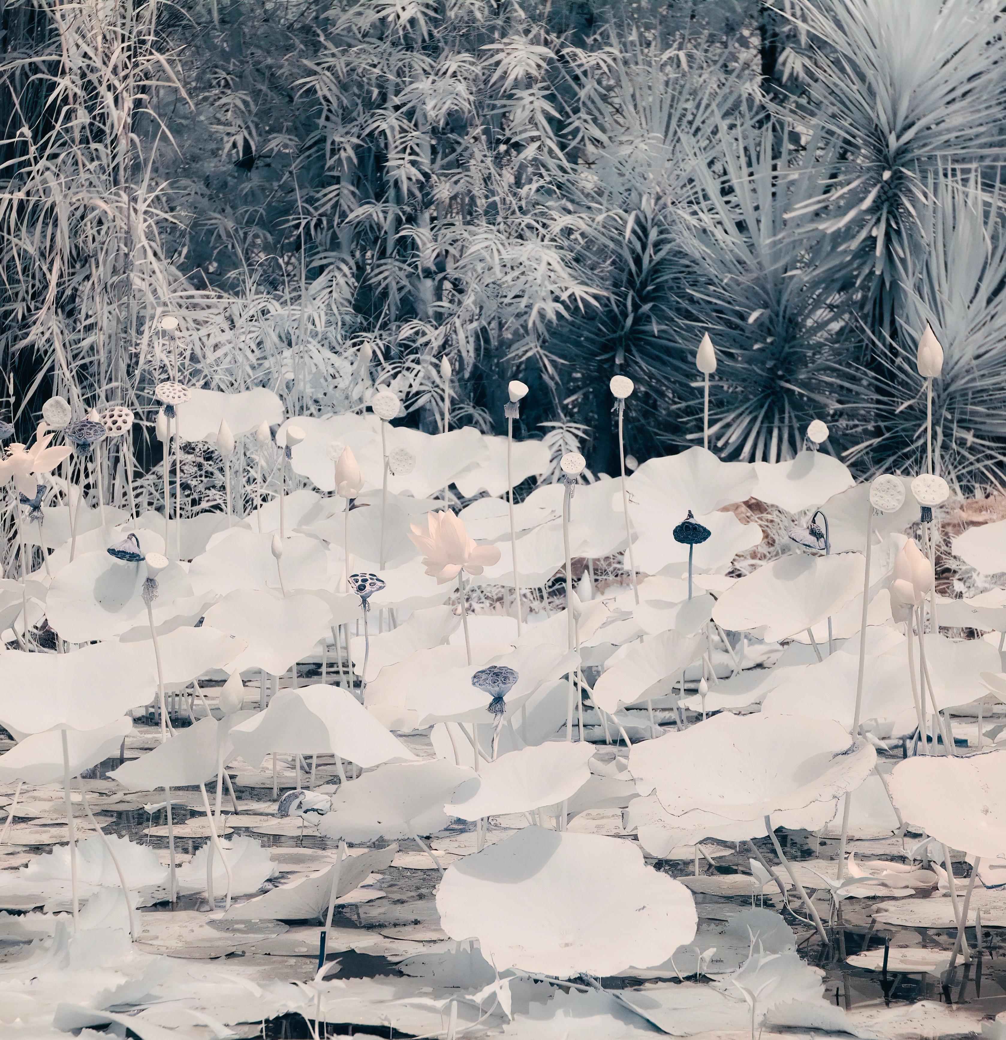 Landscape Photograph di Aditya Dicky Singh - Paesaggio Laghetto delle ninfee Natura Bianco Nero Pesca Natura selvatica Fotografia India Eterea