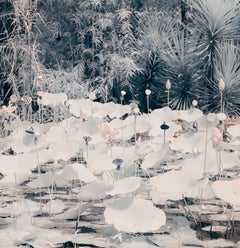 Landscape Lily Pond Nature Black White Peach Wildlife Photograph India Ethereal 