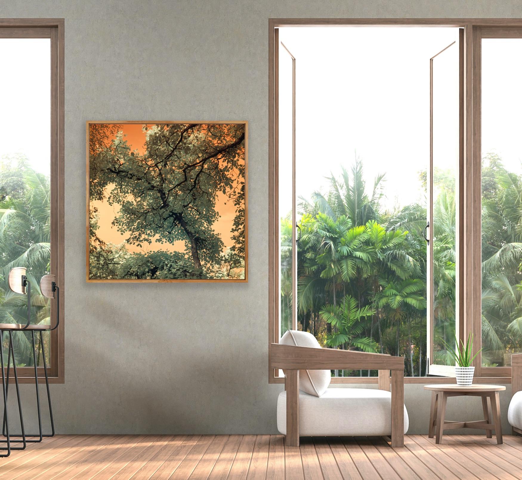 Landscape Tree Nature Wildlife Photograph India Orange Peach Green Sky Leaves For Sale 6