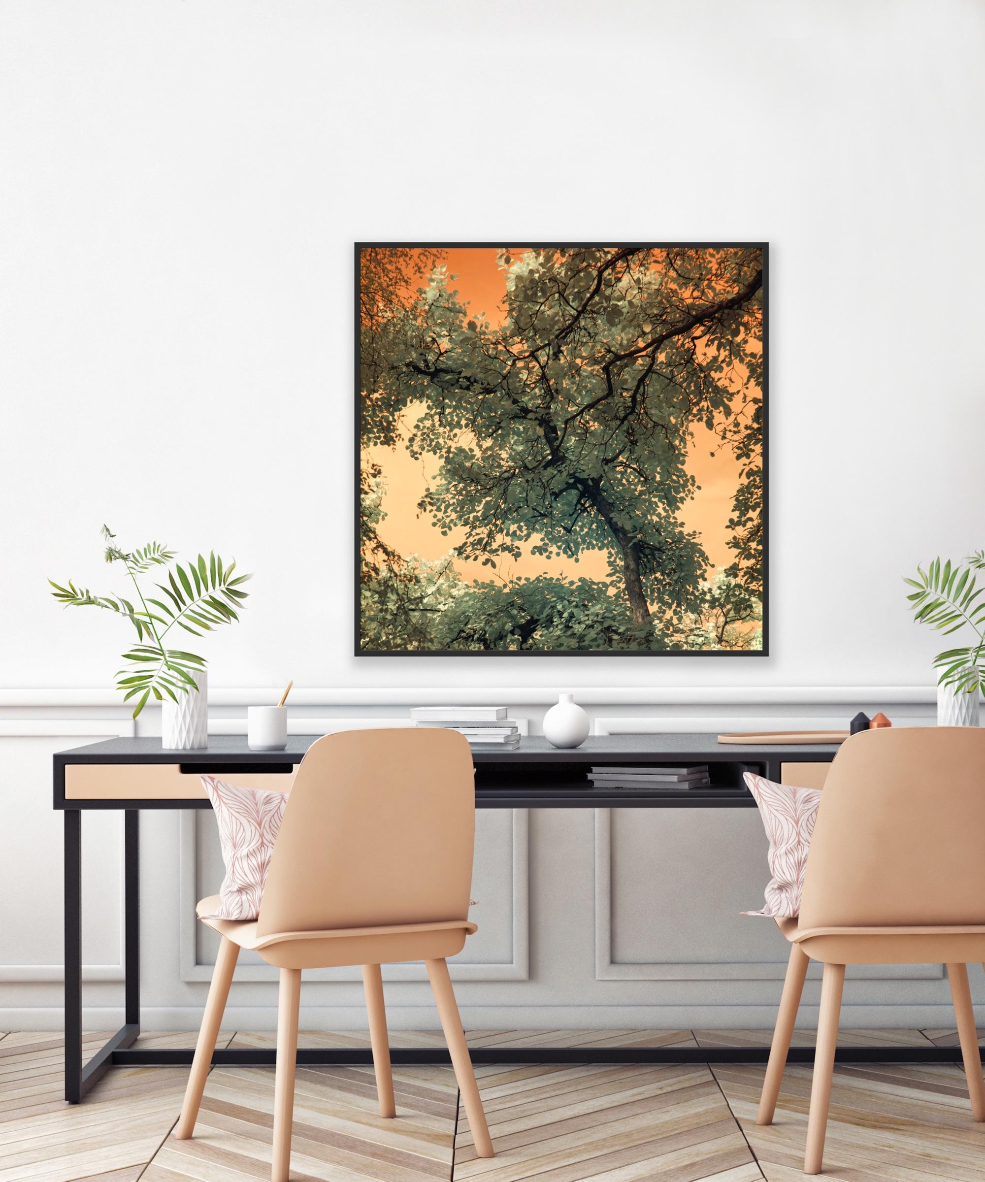 Landscape Tree Nature Wildlife Photograph India Orange Peach Green Sky Leaves For Sale 8
