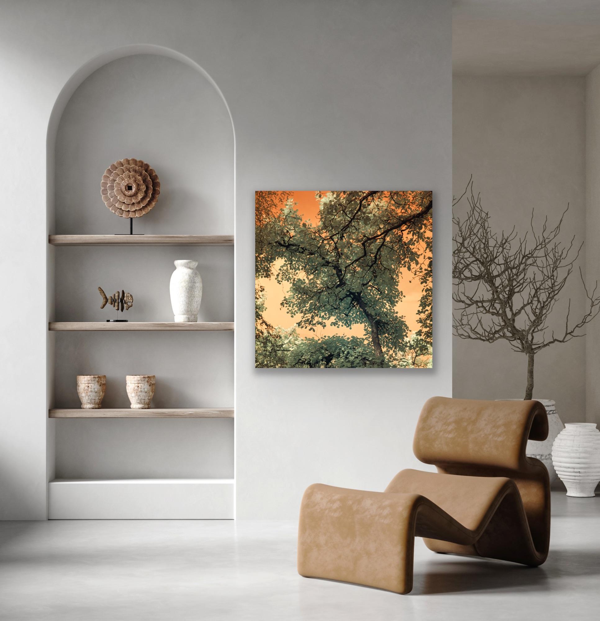 Landscape Tree Nature Wildlife Photograph India Orange Peach Green Sky Leaves For Sale 10