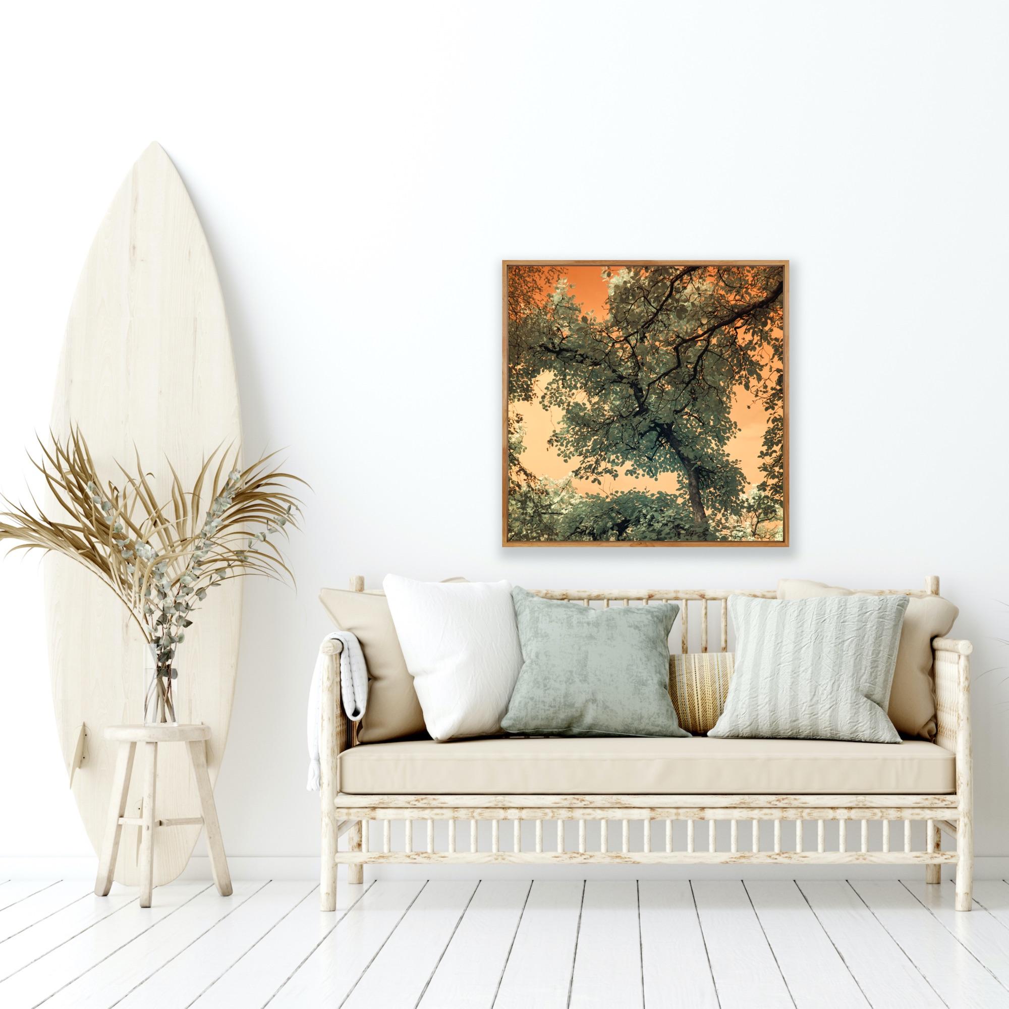 Landscape Tree Nature Wildlife Photograph India Orange Peach Green Sky Leaves For Sale 13