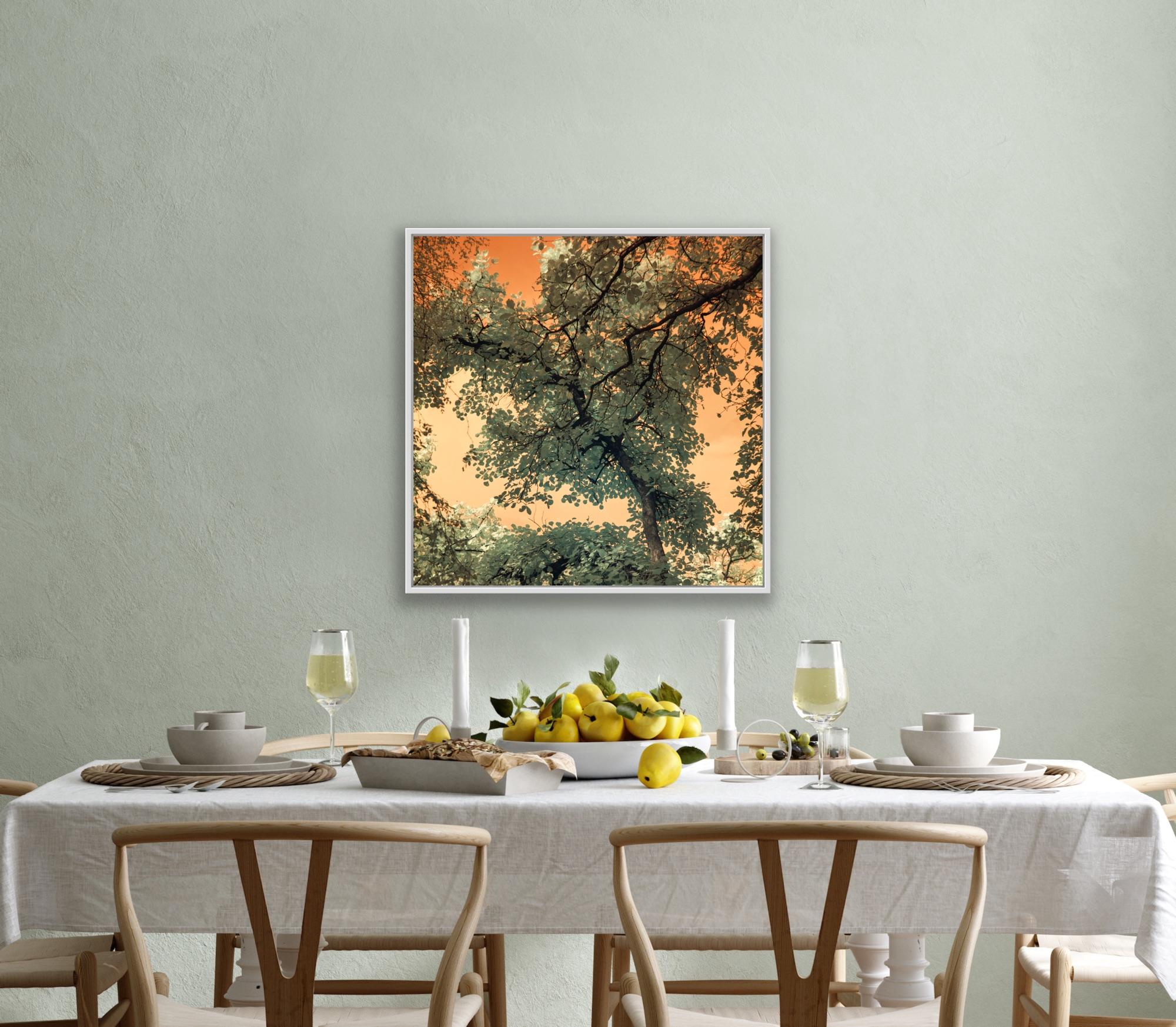 Landscape Tree Nature Wildlife Photograph India Orange Peach Green Sky Leaves For Sale 14