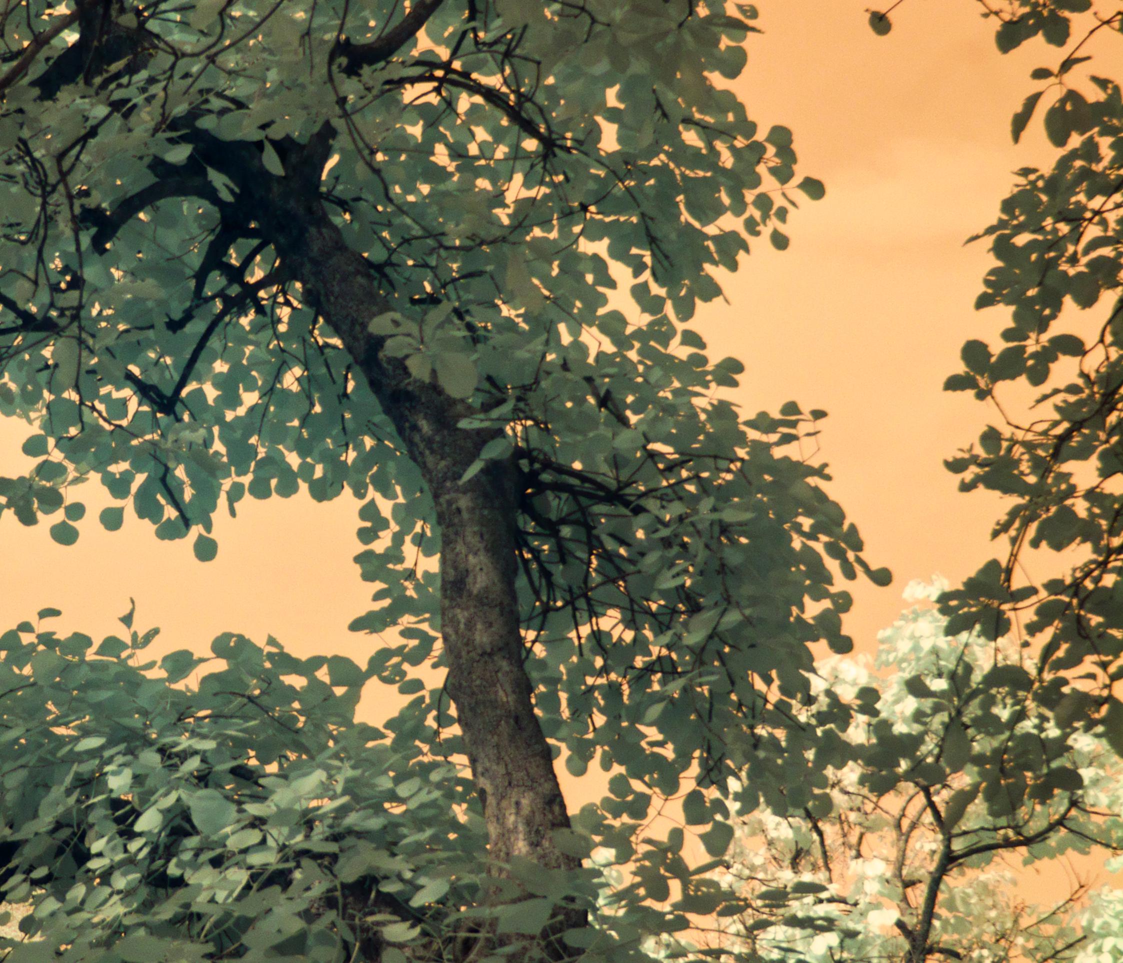 Aditya Dicky Singh,  Untitled,  Infrared photograph on fine-art Hahnemuhle archival paper, 36