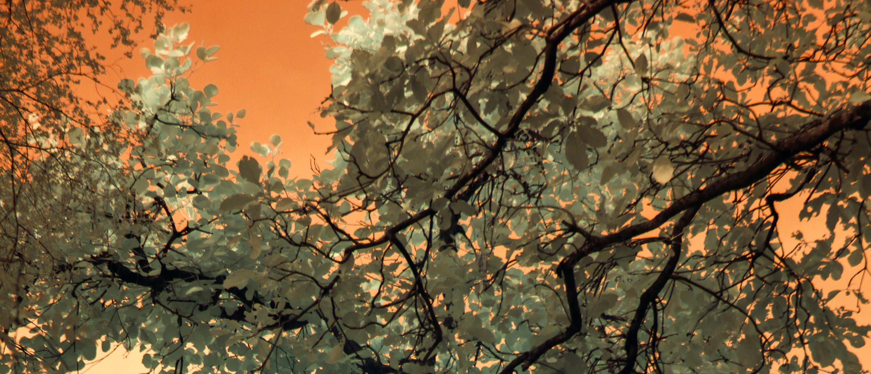 Landscape Tree Nature Wildlife Photograph India Orange Peach Green Sky Leaves For Sale 2