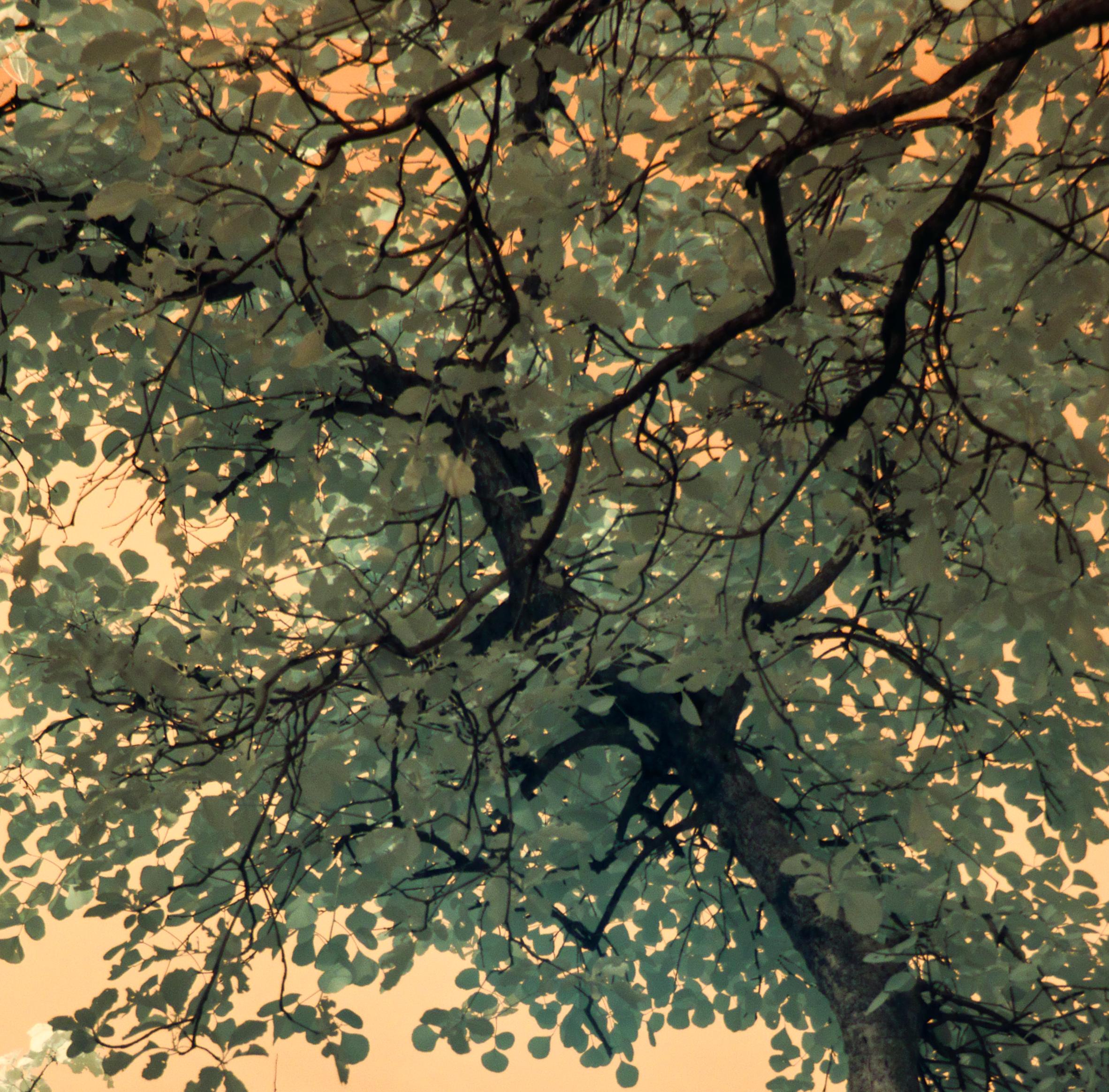 Landscape Tree Nature Wildlife Photograph India Orange Peach Green Sky Leaves For Sale 3