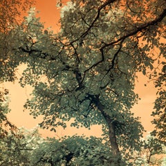 Landscape Tree Nature Wildlife Photograph India Orange Peach Green Sky Leaves