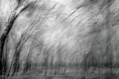 Large Abstract Tree 2 Limited Edtn Photograph Wildlife India Black White Nature
