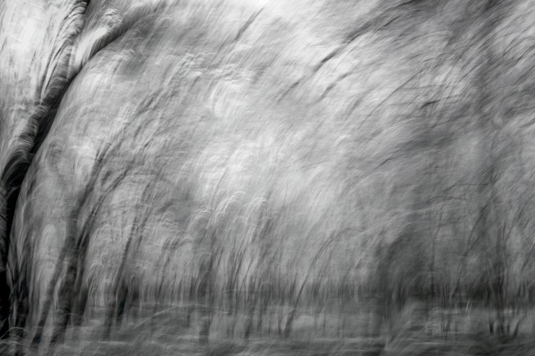 Aditya Dicky Singh - Photographie de paysage Nature - Grands arbres