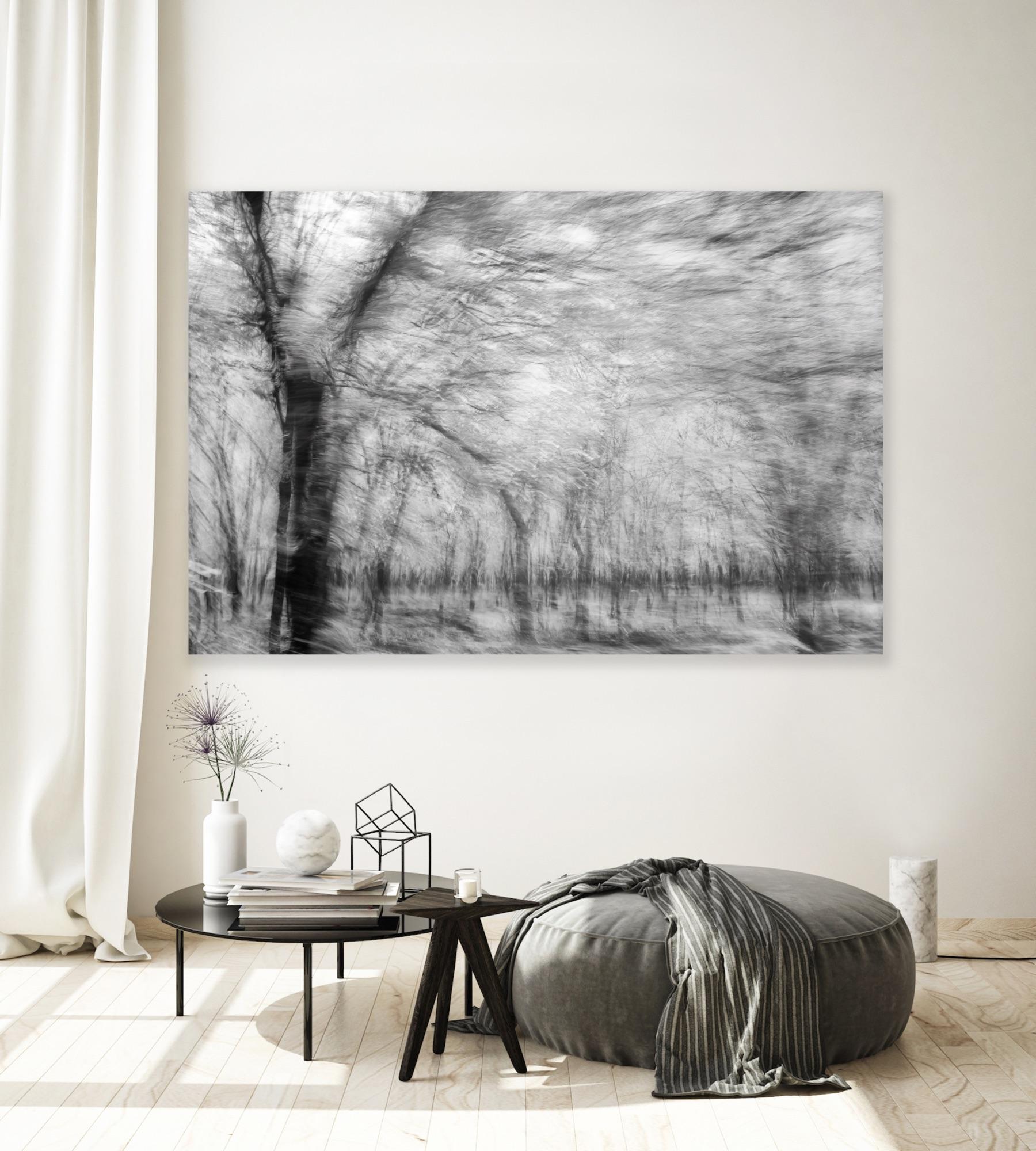  Landscape Photograph Nature Large Abstract Trees Wildlife India Black White For Sale 5