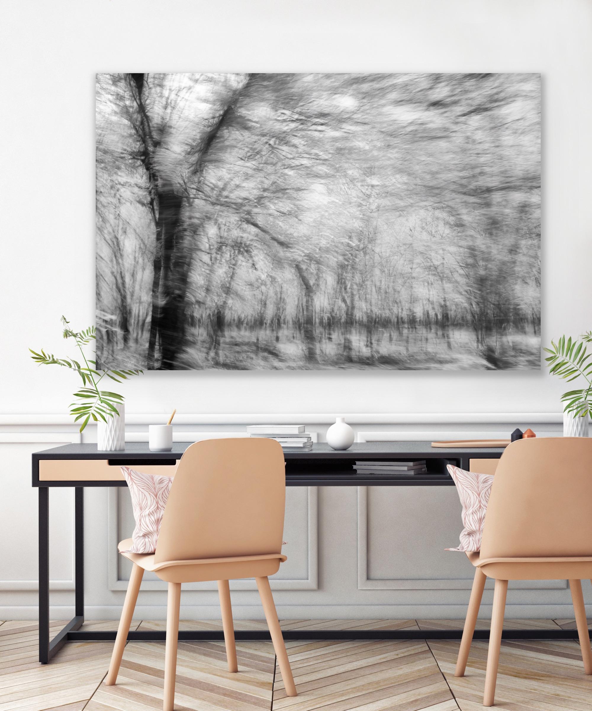  Landscape Photograph Nature Large Abstract Trees Wildlife India Black White For Sale 10