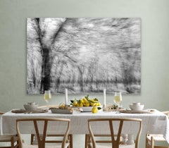 Landscape Photograph Nature Large Abstract Trees Wildlife India Black White