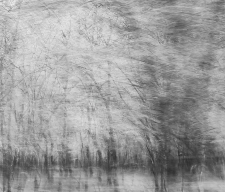 Aditya Dicky Singh Landscape Photograph Nature Large Abstract Trees