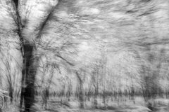Large Abstract Tree 3 Ltd Edition Photograph Wildlife India Black White Nature