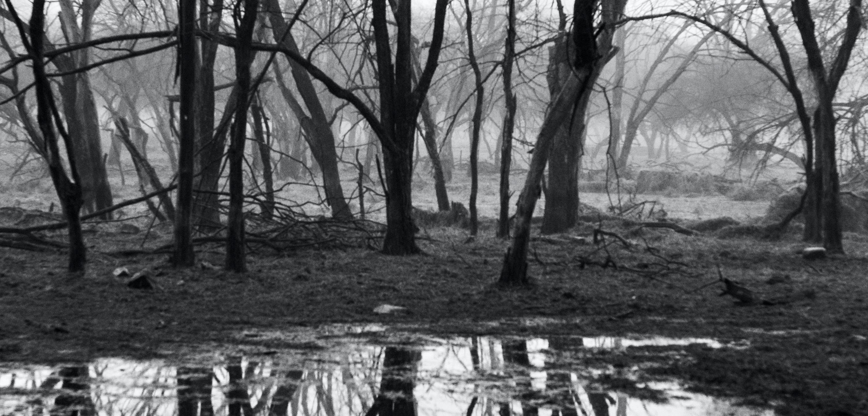 Grande Paesaggio in bianco e nero Foresta Indiana Lago Riflesso Edizione da Collezione - Photograph Contemporaneo di Aditya Dicky Singh