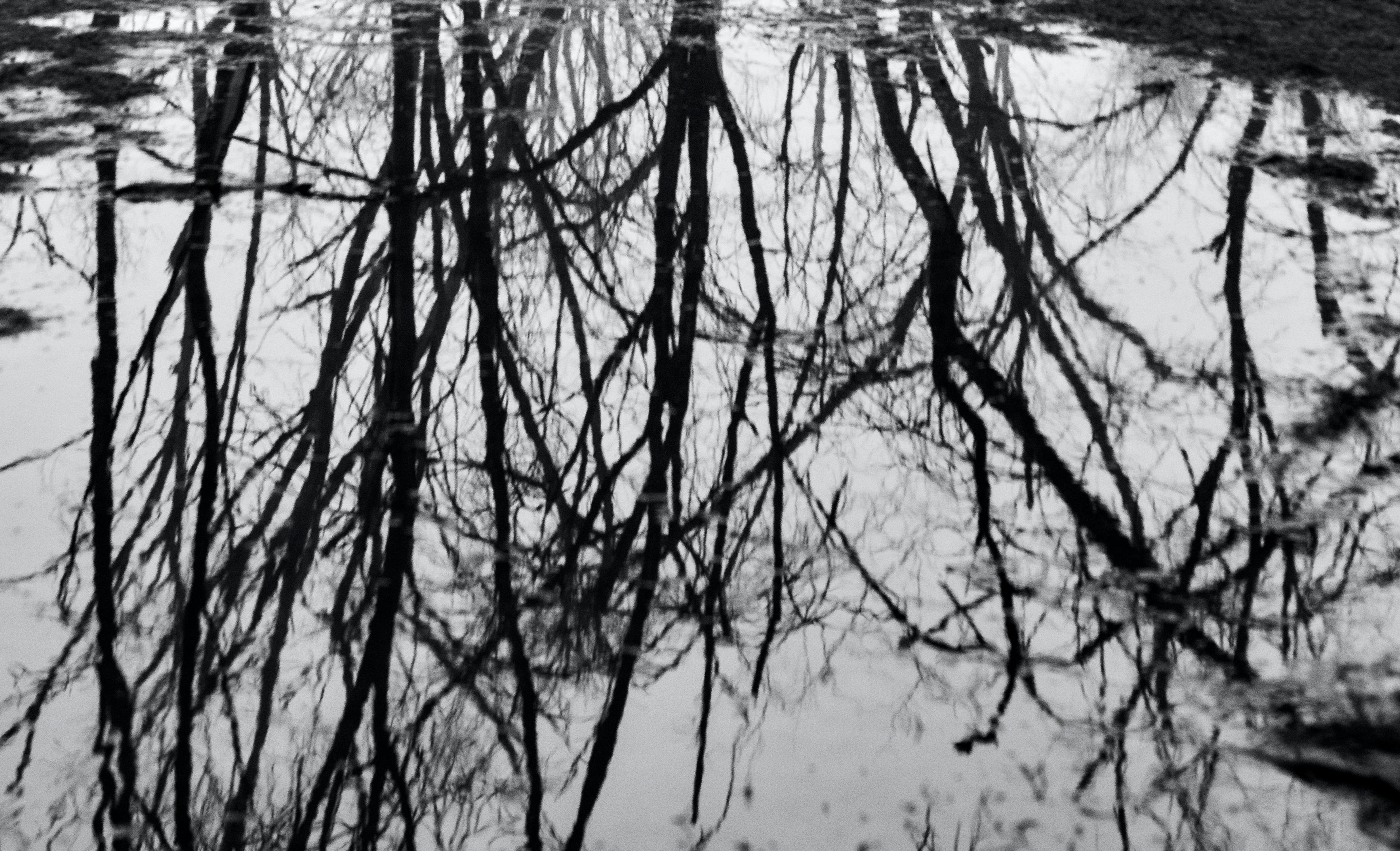 Grande Paesaggio in bianco e nero Foresta Indiana Lago Riflesso Edizione da Collezione - Black and White Photograph Grigio di Aditya Dicky Singh