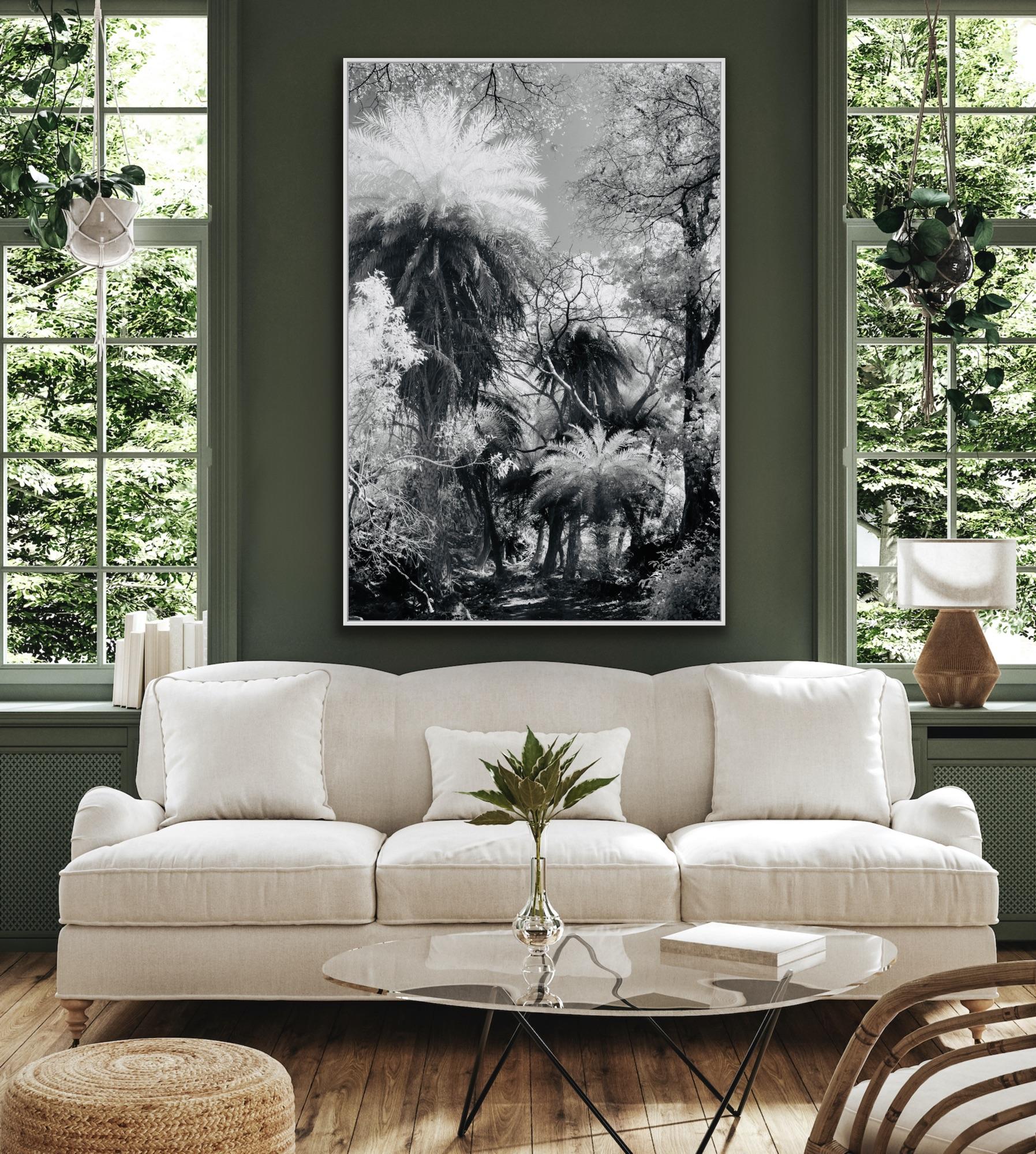 Large Landscape Black White Nature Wildlife Photograph India Palm Forest Tree  For Sale 9