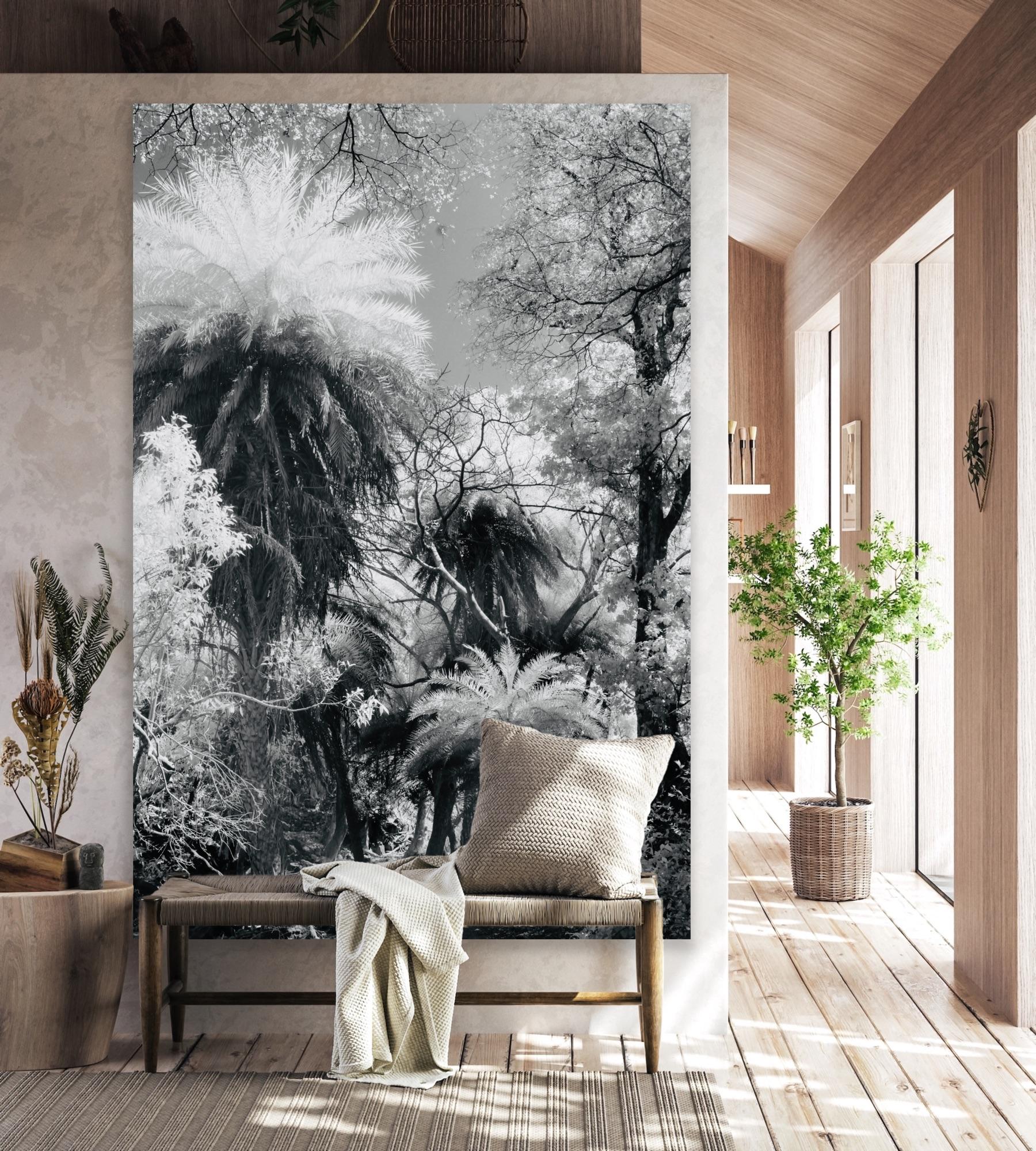Large Landscape Black White Nature Wildlife Photograph India Palm Forest Tree  For Sale 10