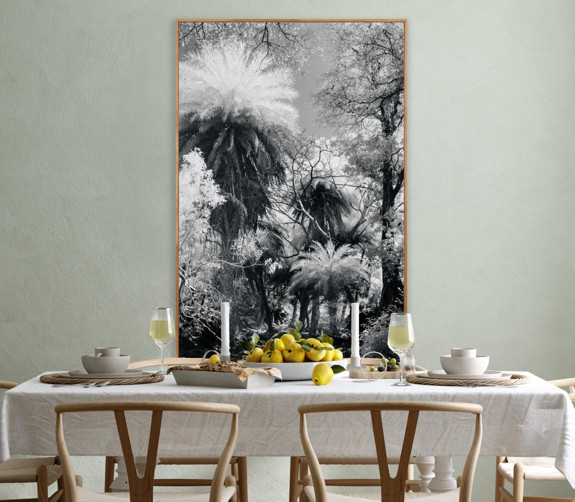 Large Landscape Black White Nature Wildlife Photograph India Palm Forest Tree  For Sale 11
