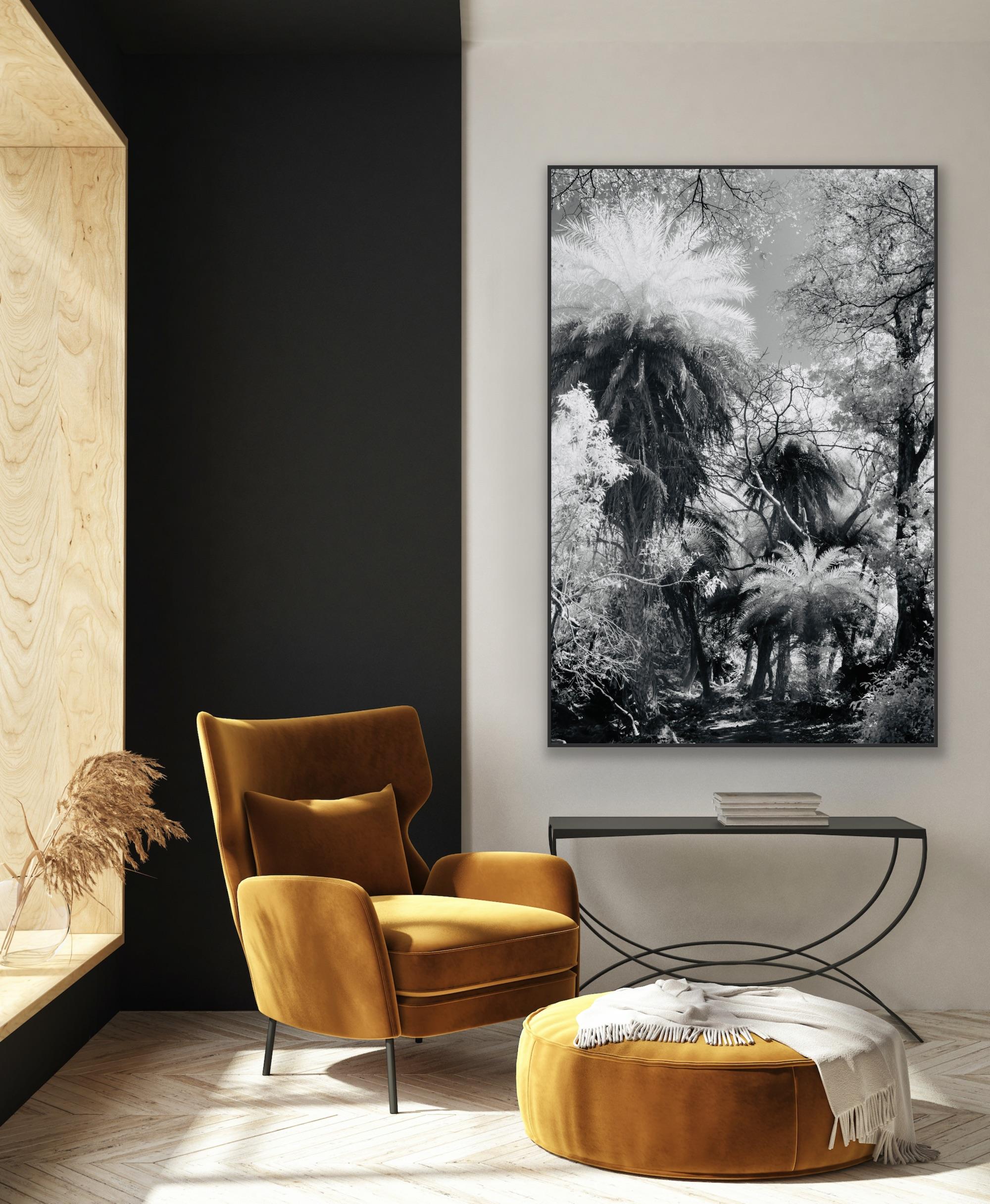 Large Landscape Black White Nature Wildlife Photograph India Palm Forest Tree  For Sale 12