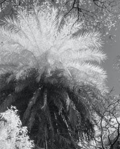 Large Landscape Black White Nature Wildlife Photograph India Palm Forest Tree
