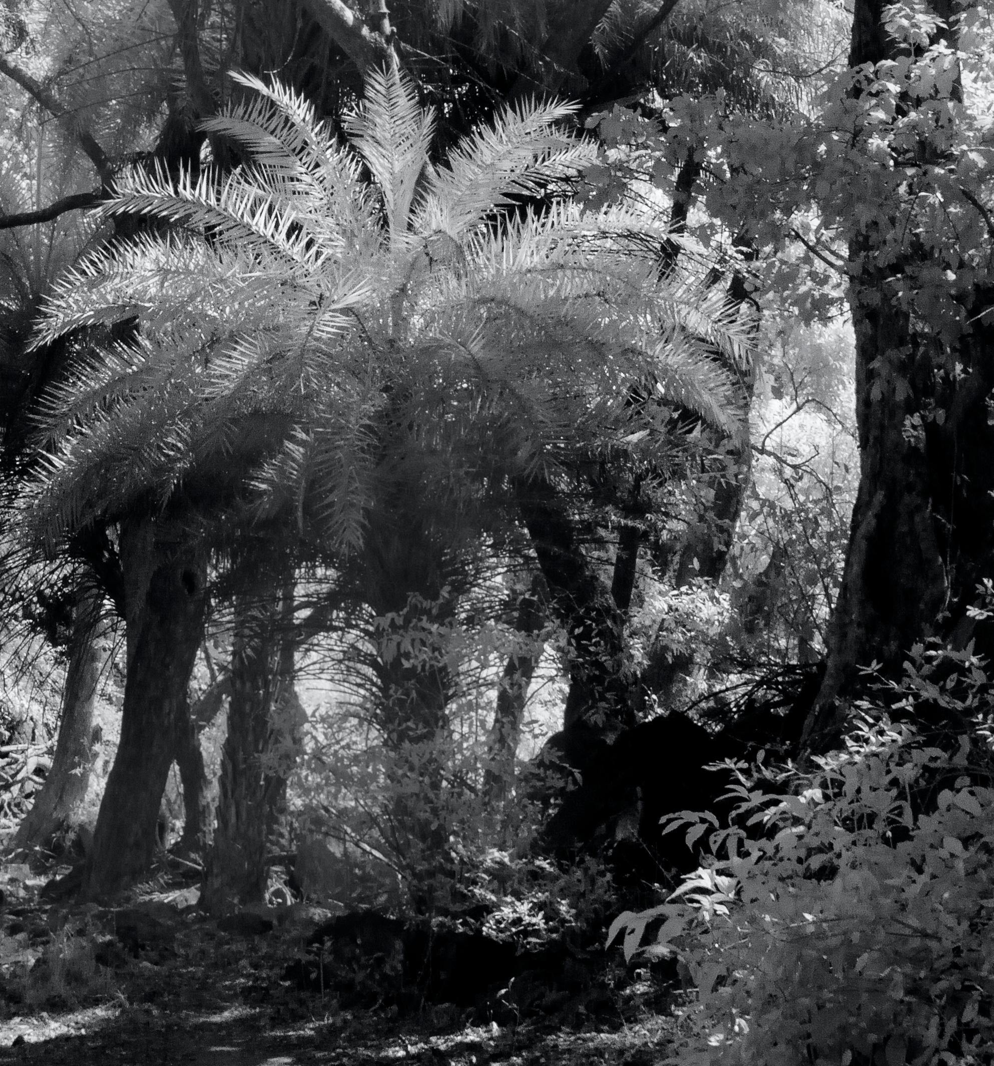 Large Landscape Black White Nature Wildlife Photograph India Palm Forest Tree  For Sale 1