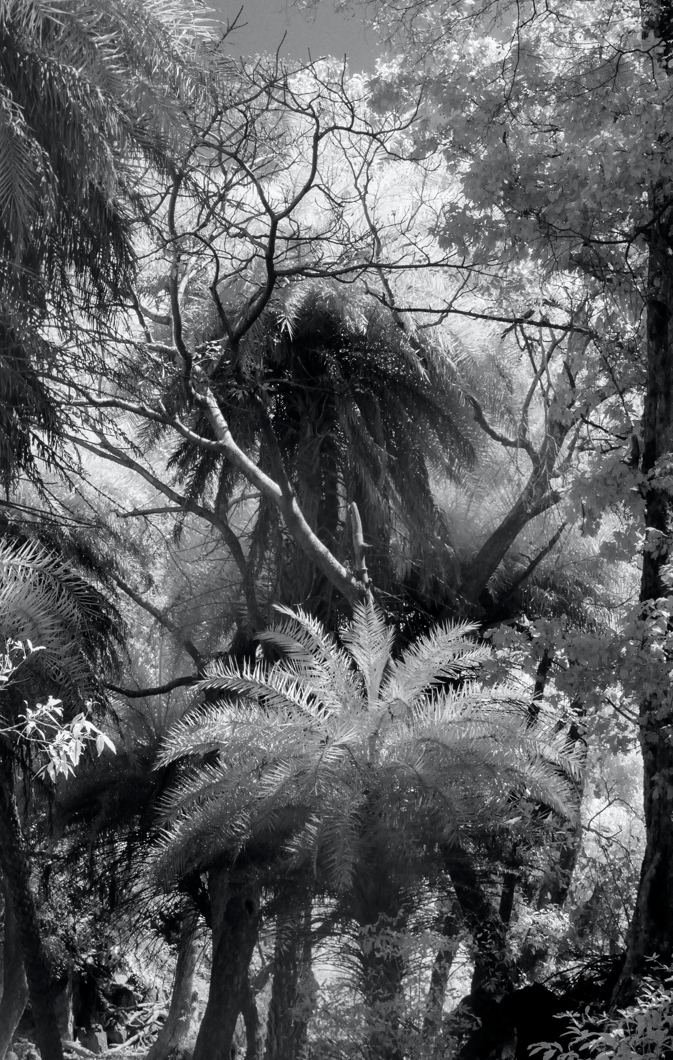 Large Landscape Black White Nature Wildlife Photograph India Palm Forest Tree  For Sale 2