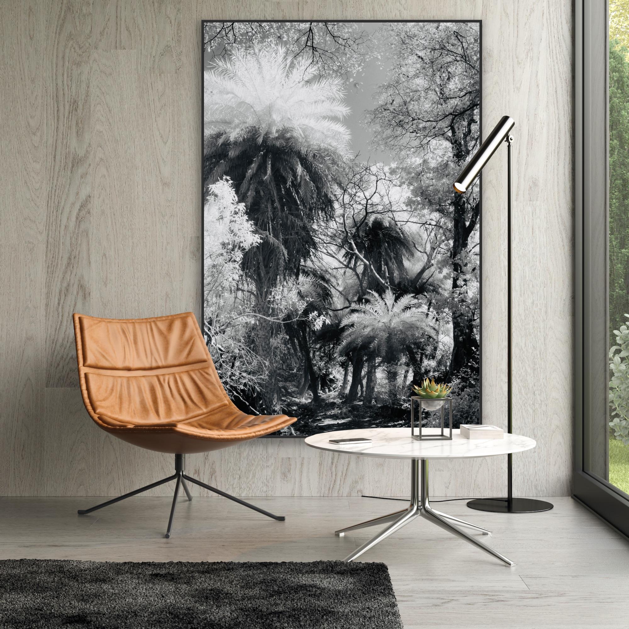 Large Landscape Black White Nature Wildlife Photograph India Palm Forest Tree  For Sale 6