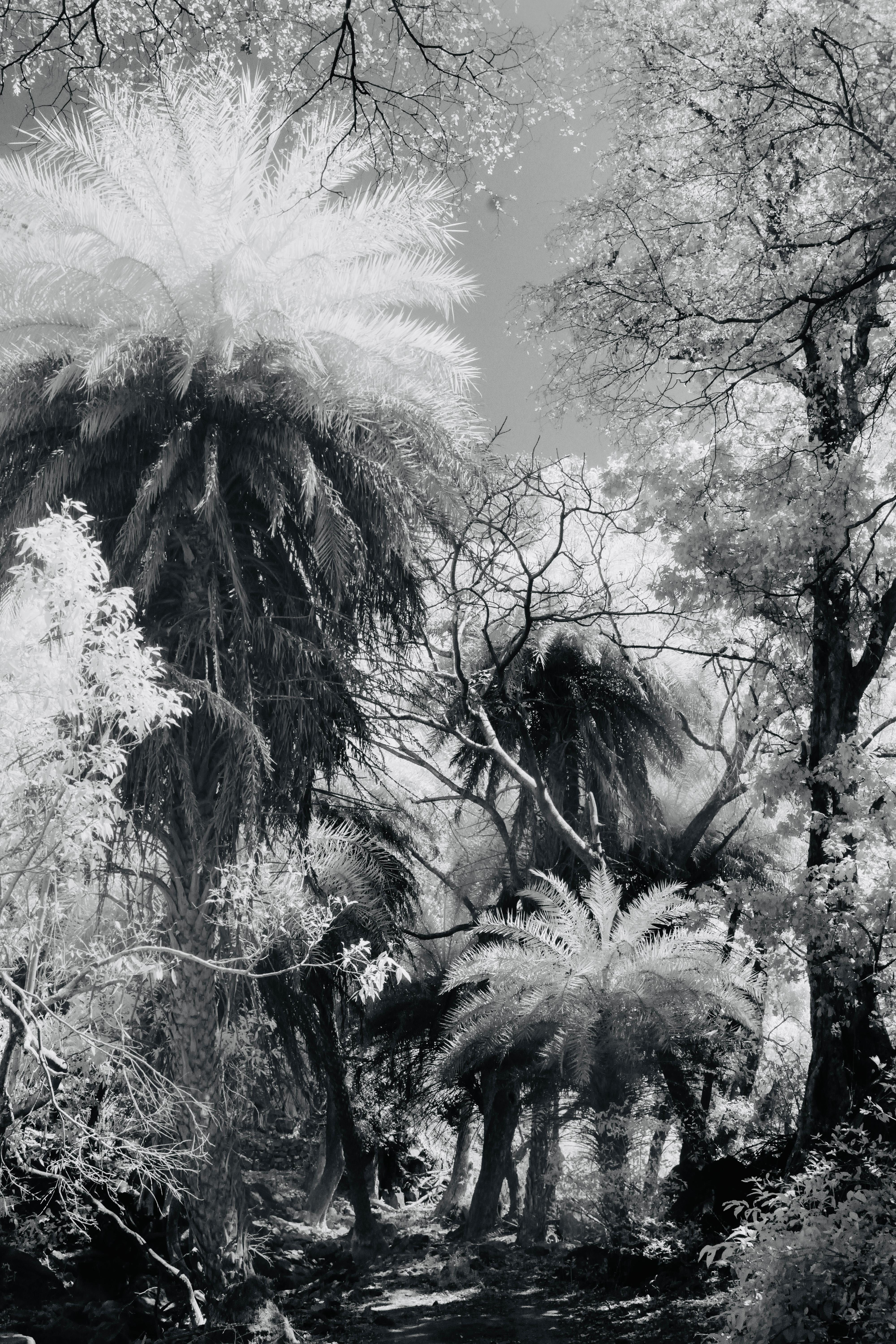 Aditya Dicky Singh Color Photograph - Large Landscape Black White Nature Wildlife Photograph India Palm Forest Tree 