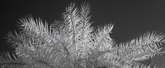 Große Nature Wildlife  Landschaftsfotografie Indien Palme Infrared Schwarz-Weiß