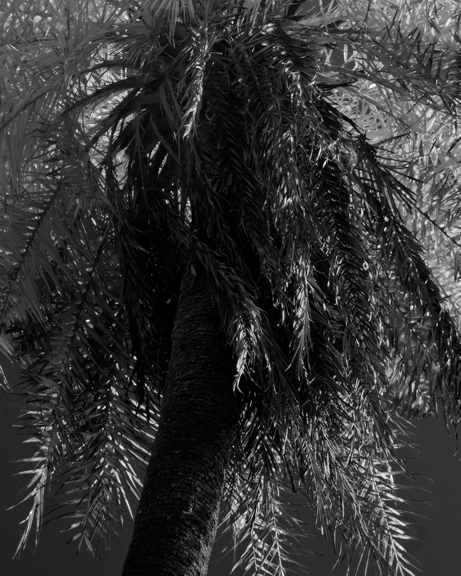 Große Landschaft Ethereal Nature Wildlife Photograph India Palm Tree im Angebot 4